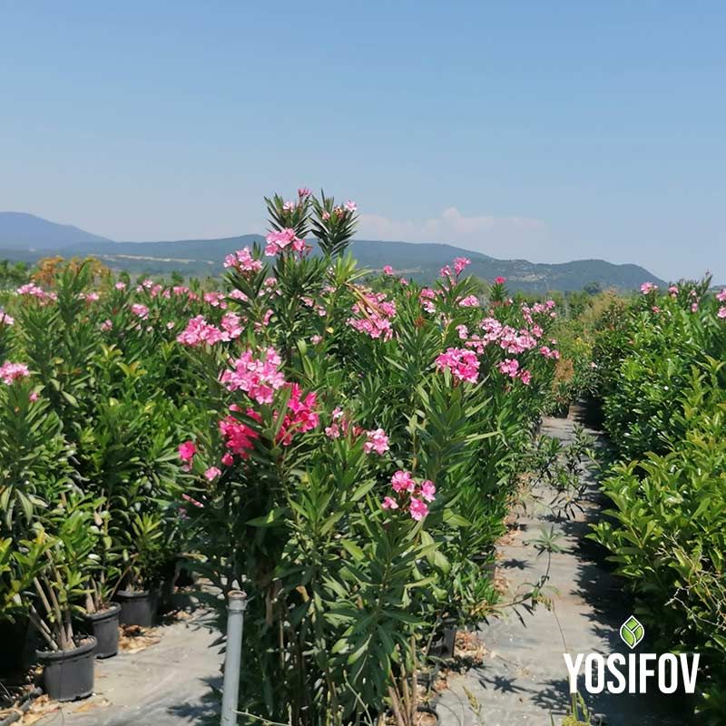 Олеандър храсти в редове - производство на декоративни растения в разсадник Йосифов