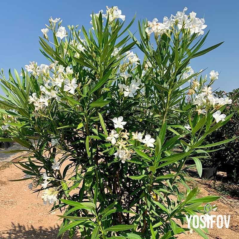 Бял Олеандър (Зокум) в контейнер - цъфтящо растение от разсадник