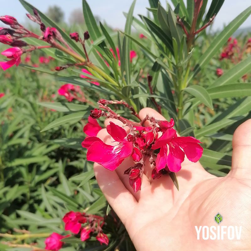 Детайл на тъмно розов цвят на Олеандър - качествен посадъчен материал