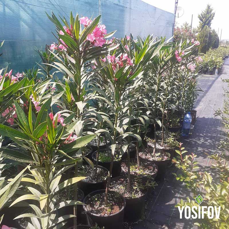 Млади Олеандър растения в контейнери - готови за засаждане